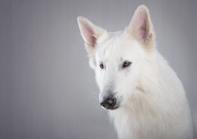 动物 宠物 狗 猫
