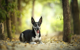 动物 宠物 狗 猫