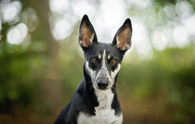 动物 宠物 狗 猫