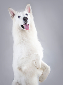 动物 宠物 狗 猫