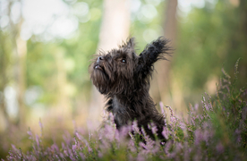 动物 宠物 狗 猫