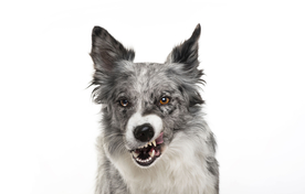 动物 宠物 狗 猫