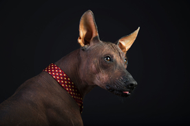 动物 宠物 狗 猫