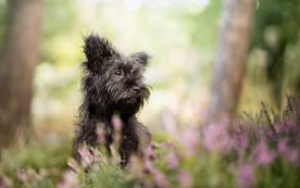 动物 宠物 狗 猫