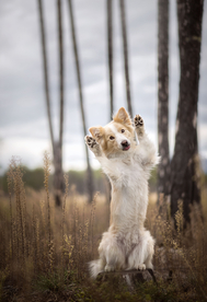 动物 宠物 狗 猫