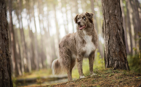 动物 宠物 狗 猫