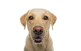 动物 宠物 狗 猫