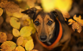 动物 宠物 狗 猫