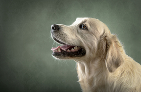 动物 宠物 狗 猫