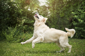 动物 宠物 狗 猫