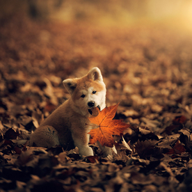 动物 宠物 狗 猫