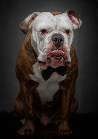 动物 宠物 狗 猫