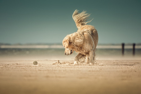 动物 宠物 狗 猫