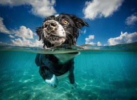 动物 宠物 狗 猫