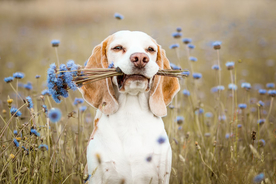 动物 宠物 狗 猫
