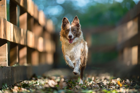 动物 宠物 狗 猫