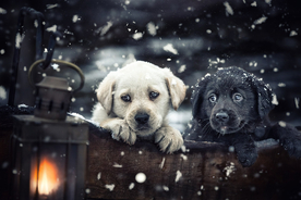 动物 宠物 狗 猫