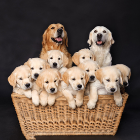 动物 宠物 狗 猫