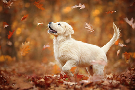 动物 宠物 狗 猫