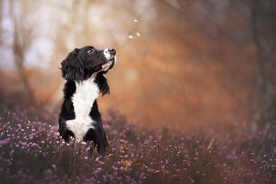 动物 宠物 狗 猫