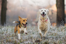 动物 宠物 狗 猫