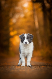 动物 宠物 狗 猫