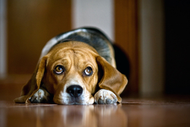 动物 宠物 狗 猫