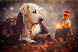 动物 宠物 狗 猫