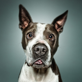 动物 宠物 狗 猫