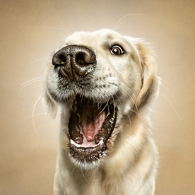 动物 宠物 狗 猫