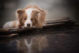 动物 宠物 狗 猫