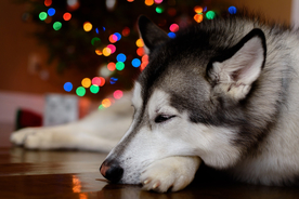 动物 宠物 狗 猫