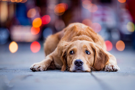 动物 宠物 狗 猫