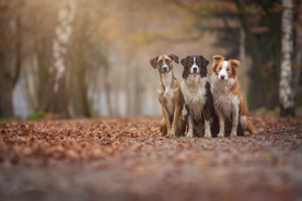 动物 宠物 狗 猫