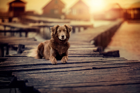 动物 宠物 狗 猫