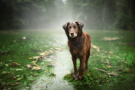 动物 宠物 狗 猫