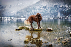 动物 宠物 狗 猫