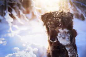 动物 宠物 狗 猫