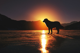 动物 宠物 狗 猫