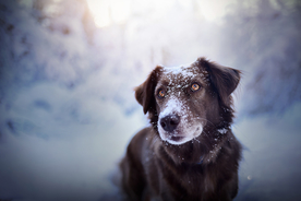 动物 宠物 狗 猫