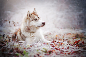 动物 宠物 狗 猫