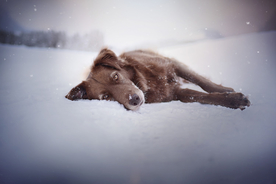 动物 宠物 狗 猫