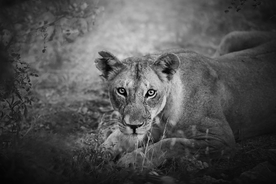 动物 宠物 狗 猫