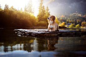 动物 宠物 狗 猫