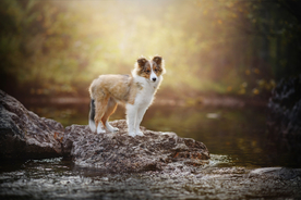 动物 宠物 狗 猫