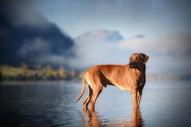 动物 宠物 狗 猫