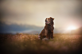 动物 宠物 狗 猫