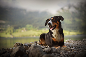 动物 宠物 狗 猫