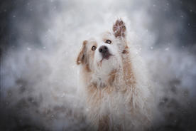 动物 宠物 狗 猫