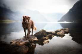 动物 宠物 狗 猫